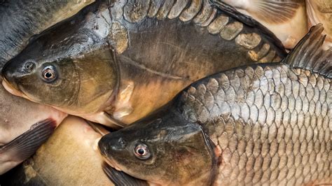 type of crap|18 Types of Carp Species Explained .